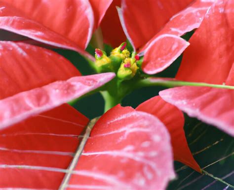 Primer plano de flor de nochebuena roja creada con tecnología