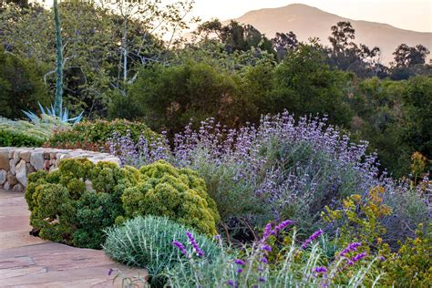 California Drought Tolerant Hillside Landscaping Landscaping