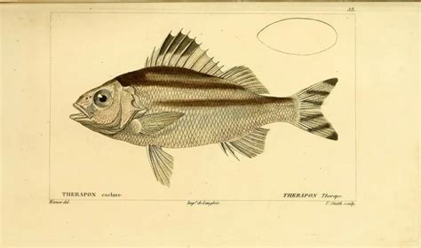 Terapon theraps - Facts, Diet, Habitat & Pictures on Animalia.bio