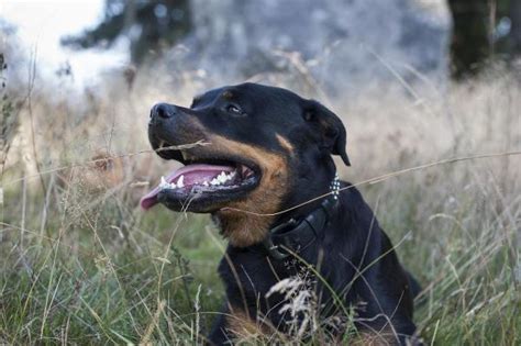 Are Rottweilers Dangerous Dogs?