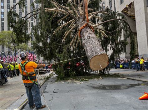 An 82 Foot Christmas Tree Arrives At New York City S Rockefeller Center