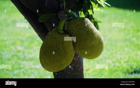 Jackfruit Tree And Young Jackfruits Tree Branch Full Of Jack Fruits