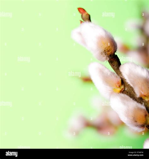 Pussy Willow Bunch Isolated On Green Background Spring Concept Stock Photo Alamy