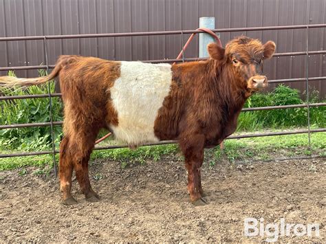 Belted Galloway Red Angus Highlander Bull Bigiron Auctions