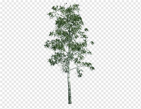 Rbol Populus Nigra Arquitectura Abedul Plateado Hoja Rama Tallo De