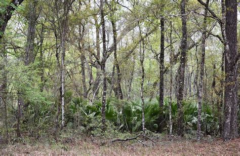 Old Florida Woods Photograph by Roy Erickson - Fine Art America