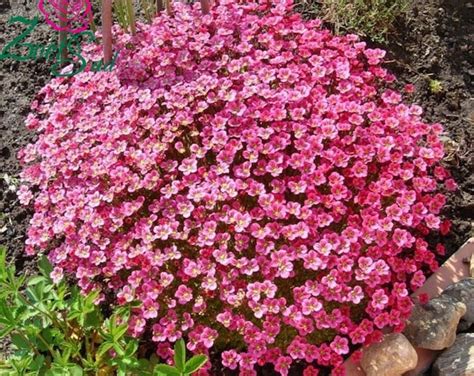 Saxifraga Arendsii Purple Robe Seeds Etsy