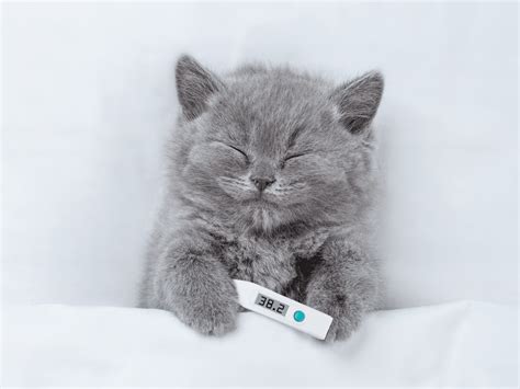 Symptomen van obstipatie bij een kat, herken ze nu!