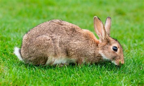 CONEJOS Características Hábitat Alimento Cuidados Domesticación