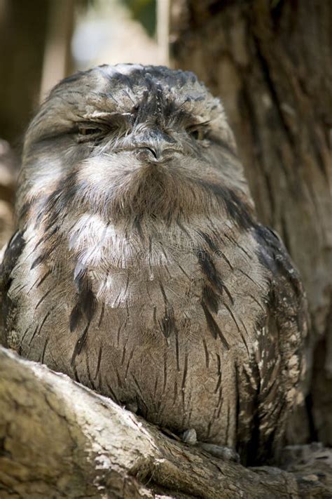 The Tawny Frogmouth Hides in Plain Sight Looking Like Part of the Tree ...