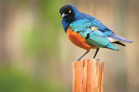 Super Starling