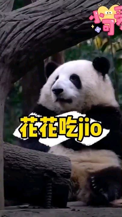 【上头了😂】花花沉迷啃jio无法自拔：看，我的jiojio一点儿也不短 😜🤭 熊猫 ＃和花 Youtube
