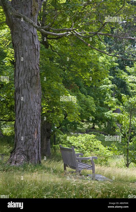 Bench Under A Tree Stock Photo Alamy