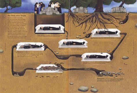 The Body After Death | Graphic Medicine