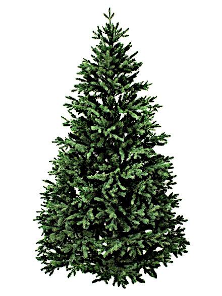 Noble Fir Nyc Tree Lady Christmas Trees Delivered