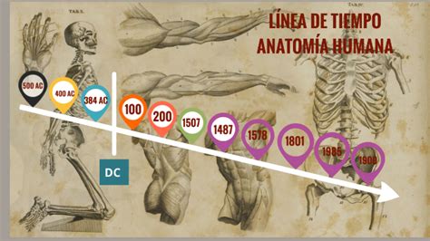 Linea del tiempo de Anatomía Humana by Rocío Barrios on Prezi