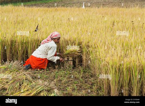 Indian Women Cutting Rice Plants With A Sickle At Harvest Time Andhra