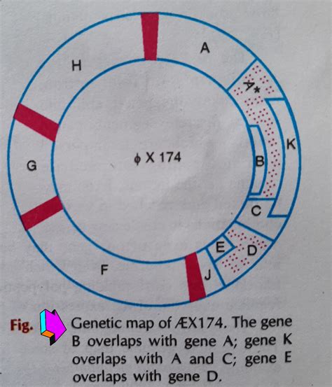 overlapping gene genes  genes overlapping