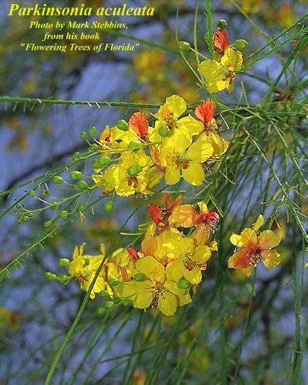 Parkinsonia aculeata - Photos - ISB: Atlas of Florida Plants - ISB ...