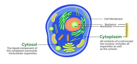 Diagram of Cytoplasm - GeeksforGeeks