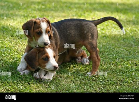 Braque Saint Germain puppies Stock Photo - Alamy