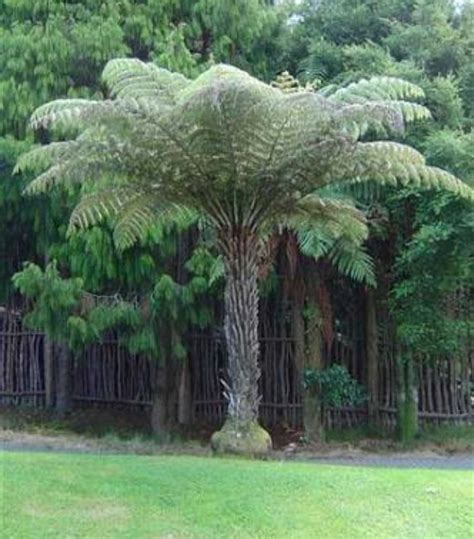 Циатея (37 фото) » НА ДАЧЕ ФОТО