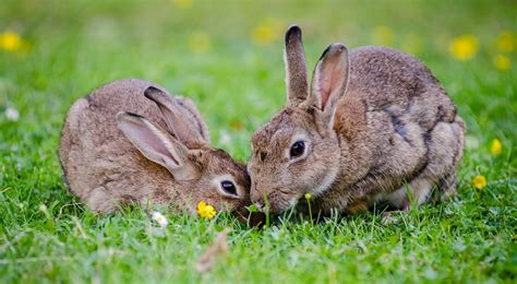 rabbits  stock photo public domain pictures