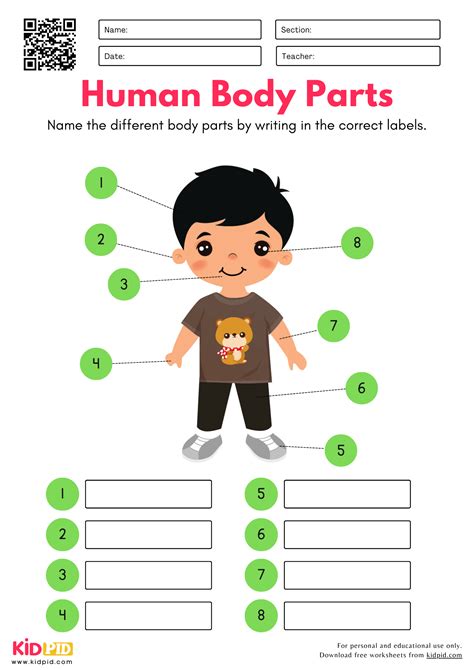 Label The Parts Of The Brain Worksheet Human Population
