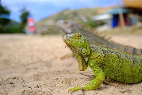 NAKED BOY HILL HIKE TRAIL | St. Maarten / St. Martin