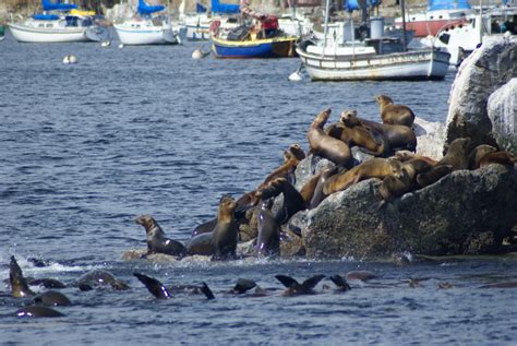 Camano Island Wildlife