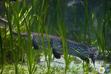 Types Of Gar Fish 7 Fearless Fish With Compariosion
