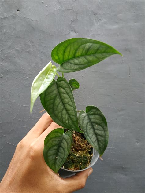 Monstera Siltepecana Elsavador – Giant Tropical Nursery