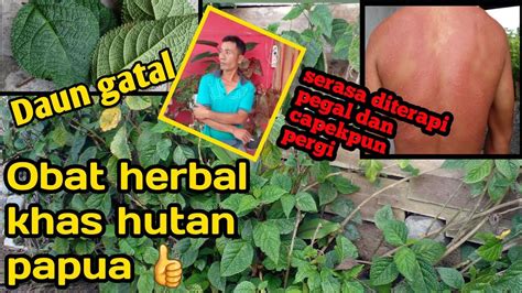 Daun Gatal Obat Herbal Khas Hutan Papua YouTube