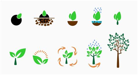 Plant Evolution Tree