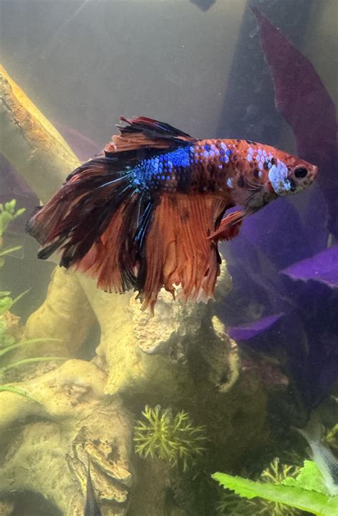 is it normal betta fish dirty naturally 2