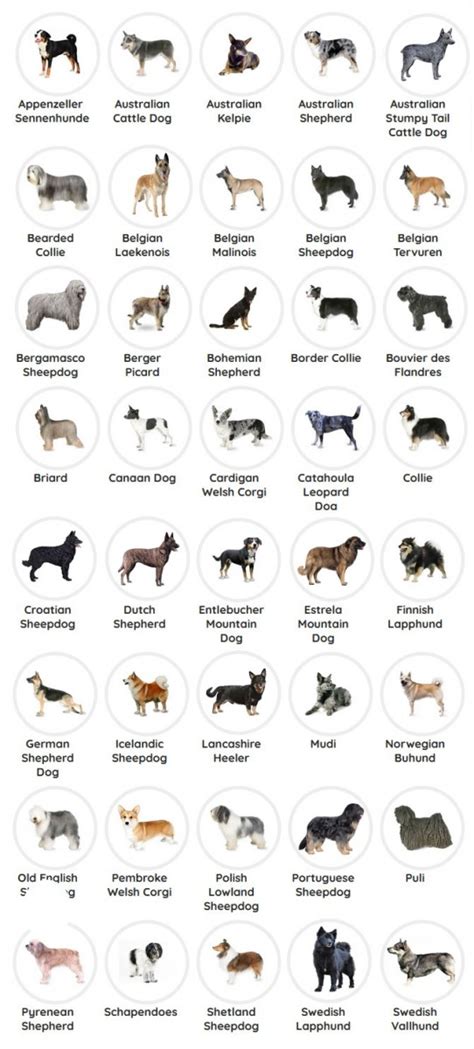 Herding Dogs