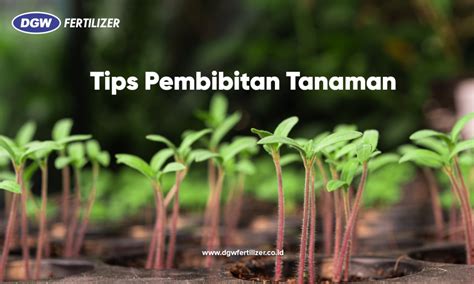 Tips Pembibitan Tanaman Dgw Fertilizer