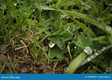 Pingos De Chuva E Orvalho Na Grama Verde Ap S A Chuva Na Natureza No