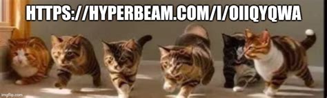 Gay Sex Cats Imgflip