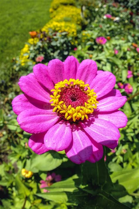 Zinnia flower in garden stock photo. Image of nature - 146003936