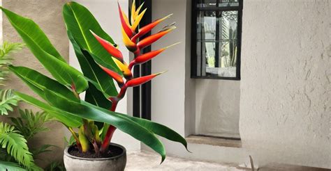 Heliconia Papagaio Em Vaso - Helicônia Papagaio em Vaso: É Possível? Veja o Passo a Passo de Quem ...