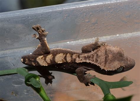Crested Geckos Blog: October Crested Gecko Update!! August crested