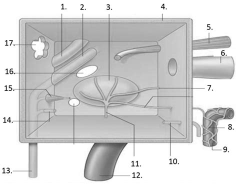 Module 2 Middle Ear Diagram Quizlet