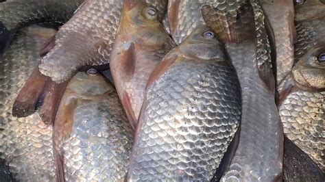 ВКУСНЕЙШИЕ КОТЛЕТЫ ИЗ КАРАСЕЙ 🐟👍🔥 - YouTube