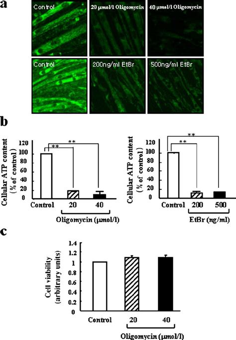 Induction Of Mitochondrial Dysfunction In C2C12 Myotube Cells A