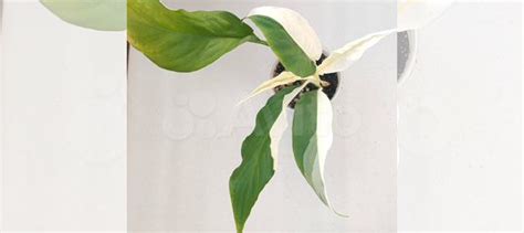 Спатифиллум Пикассо купить в Пензе | Товары для дома и дачи | Авито