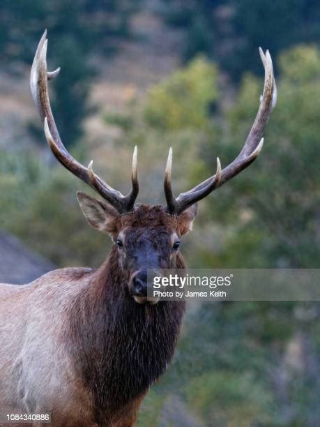 12 Point Buck Photos and Premium High Res Pictures - Getty Images