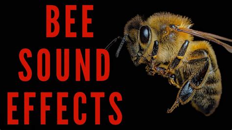 Bee Sound Effects Bee Sound Maktub Ytv Youtube