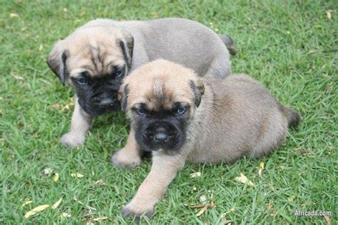 Bullmastiff Puppies Dogs Puppies For Sale In Pretoria Gauteng