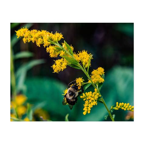 Carpenter Bee On Goldenrod - York Pennsylvania Photography Insect